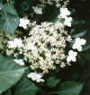 climbinghydrangea1.jpg