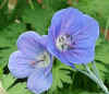 geranium2.jpg